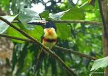 Toucan - Costa Rica